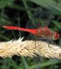 Sympetrum sanguineum